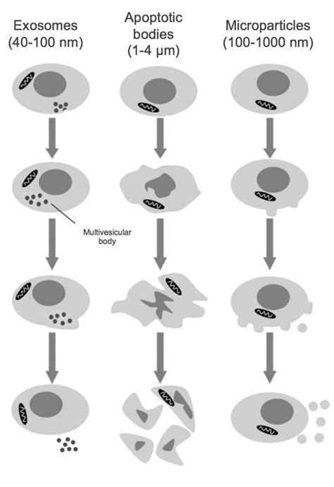 Process Body 的图像结果