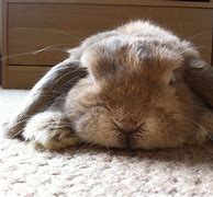 Image result for Miniature Lop Eared Bunnies