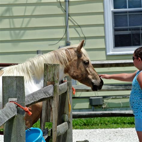 CHINCOTEAGUE PONY CENTRE (2026) All You Need to Know BEFORE You Go ...