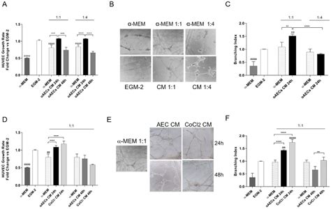Hypoxia-Mimetic CoCl2 Agent Enhances Pro-Angiogenic Activities in Ovine ...