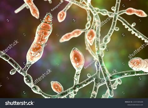 Fungi Under A Microscope