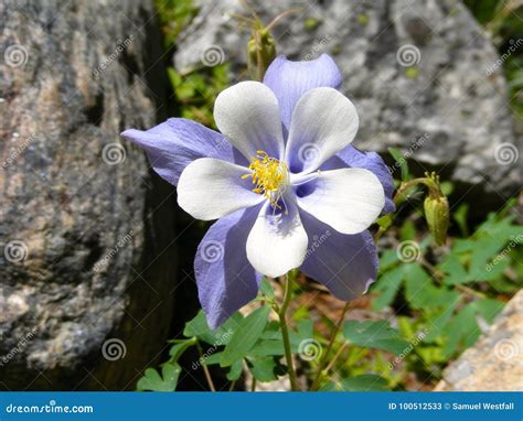 Colorado State Flower Columbine Close Up Stock Image - Image of pretty ...