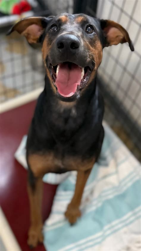 Adopt - River Valley Animal Rescue