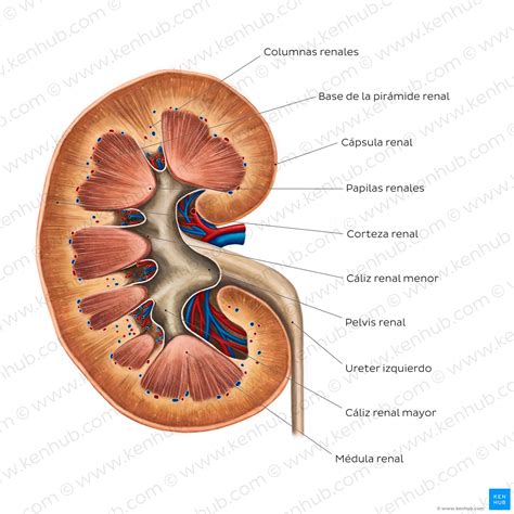 Riñón: Estructura del riñón y nefrona, funciones | Kenhub