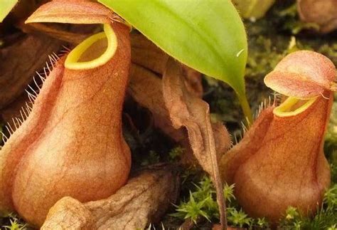 Insect-eating plants | பூச்சி உண்ணும் தாவரங்கள்