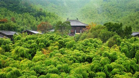 Bamboo forest and teahouse in Changxing, Zhejiang province, China ...