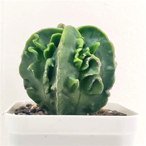 Astrophytum nudum fukuryu – Samarth Cactus Nursery
