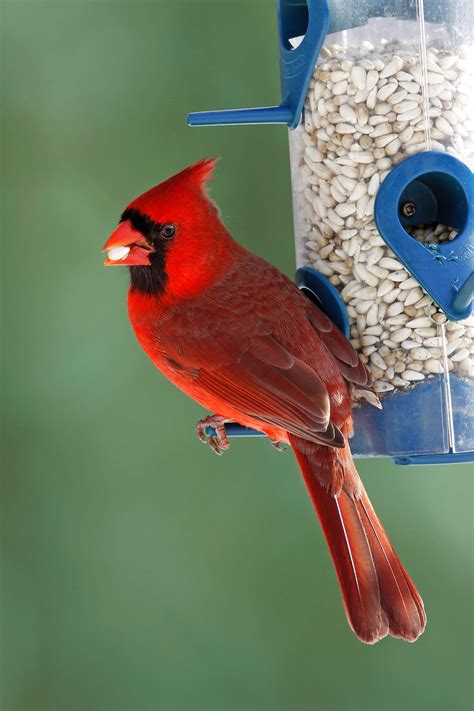 3 Types of Seeds and Feeders Birds Love Best - Birds and Blooms