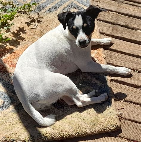 Duna » Kanarenhunde e.V.