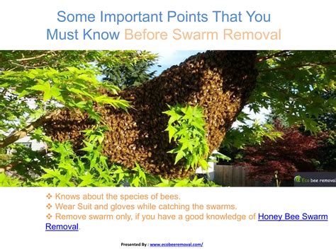 Honey bee swarm removal | PPTX