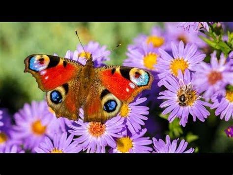 Butterfly Tutorials Angela Anderson 的图像结果