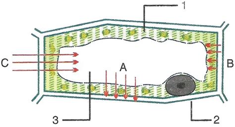 Q8: Question 8Given below is the figure of a plant cell showing ...