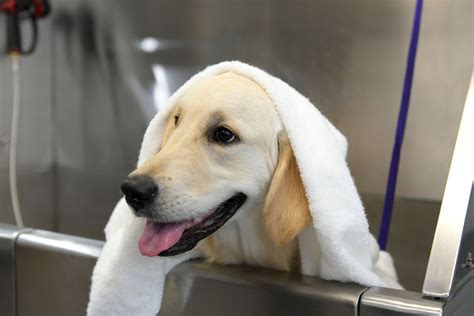 How To Get Rid Of Fleas In Your House With Hardwood Floors | Floor Roma