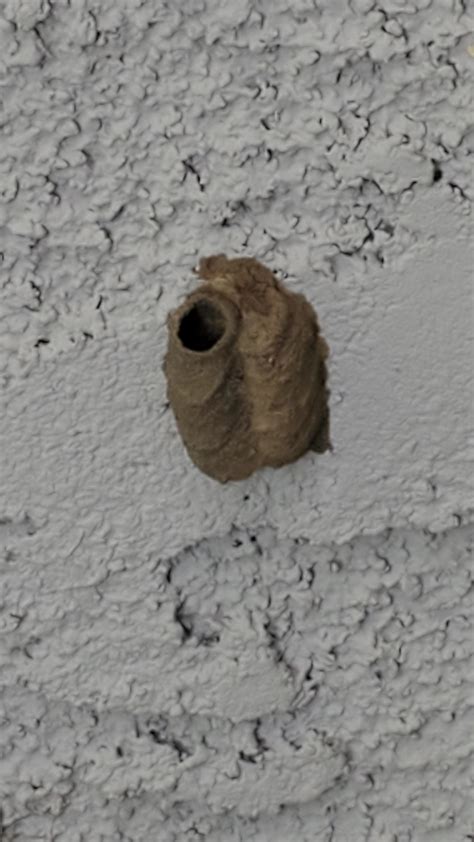 Found Mud Dauber Wasp Nest, How do we safely remove it? : r/pestcontrol