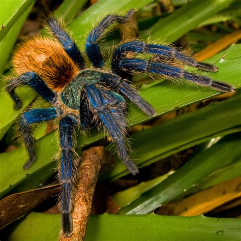 Pictures Of Tarantulas : Tarantulas Cambodia S Disappearing Delicacy ...