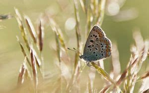 Wallpaper butterfly, wings, pattern, profile, spots hd, picture, image
