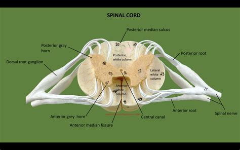 Labeled Spinal Cord Model