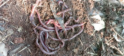 WORMS! Meet Your Decomposers: Earthworms- Lumbricina