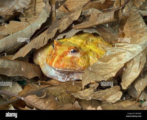 Argentine horned frog Ceratophrys ornata Albino variety Stock Photo - Alamy