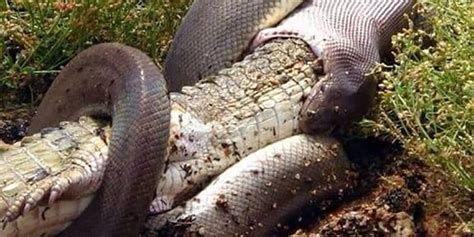 Image result for Python Swallows GoPro