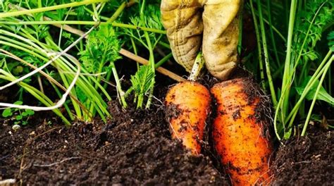 Что можно сажать рядом с морковью на одной грядке? Посадить ли свеклу и ...