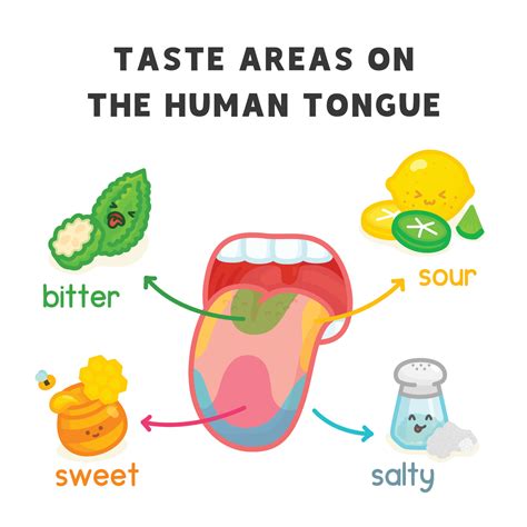 taste areas on the human tongue diagram chart in science subject kawaii ...