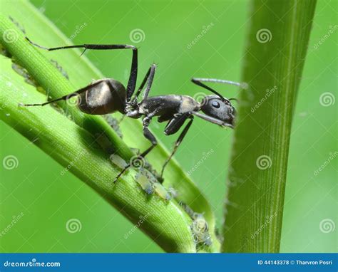 Close up ant stock photo. Image of background, macro - 44143378