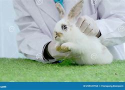 Image result for Veterinarian Bunny