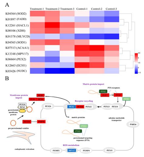 The Growth Inhibition of Polyethylene Nanoplastics on the Bait ...