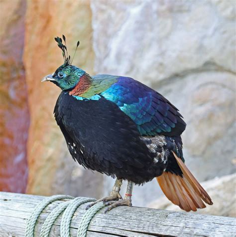 Pictures and information on Himalayan Monal