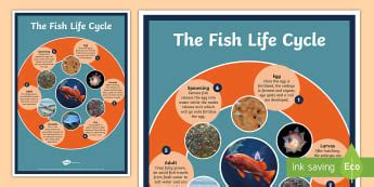 Activities and Worksheets | Life Cycles | KS2 Science