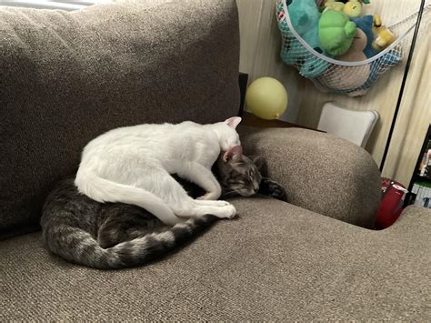 Cats will not stop getting worms :( I’ve given them worm meds twice now and flea meds each month ...