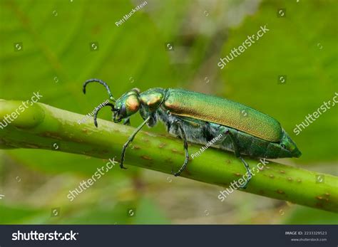 Spanish Pharmacy: Over 1,264 Royalty-Free Licensable Stock Photos ...