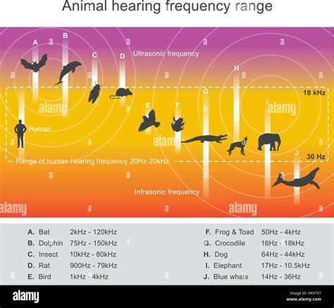 Bats Hearing Compared To Humans at Jerry Saffold blog