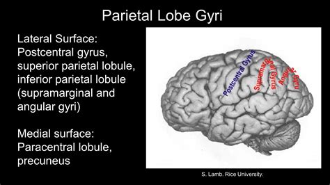 Functional correlates of gyral Anatomy - ppt video online download