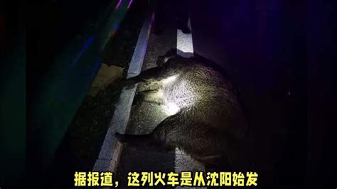 K7541列车与两头野猪相撞致晚点-动物视频-搜狐视频