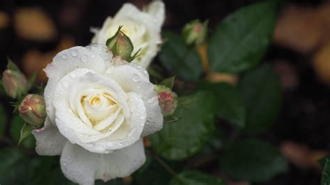 Raindrops On White Roses