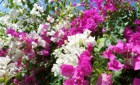 Bougainvillea: The Eternal Bloom of Strength and Story | Subhalakshmi