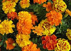 tagete fiore dies und das vom neckarstrand tagetes der leuchtende tagete fiore dies und das vom neckarstrand tagetes der leuchtende