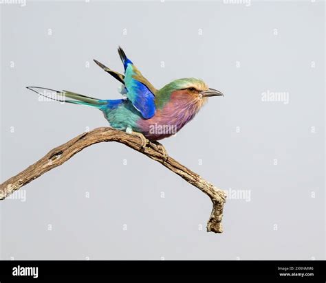 Lilac-breasted roller (Coracias caudatus), It is widely distributed in Southern and Eastern ...