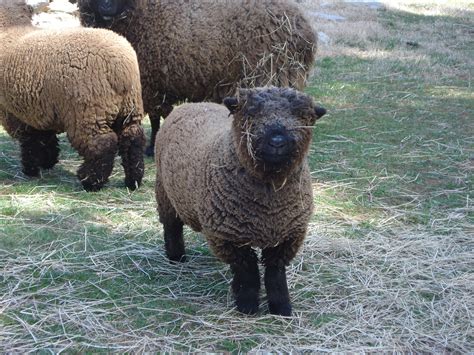 Babydoll Southdown sheep named Cookie 1 | Babydoll sheep, Sheep breeds ...