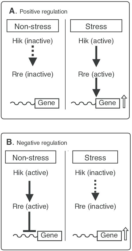 Image result for Positive and Negative Control Gene Regulation