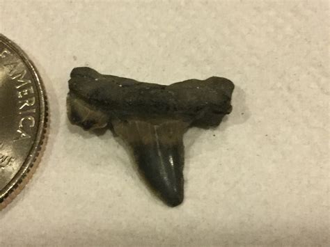 Last trip this year, Purse Park,MD - Fossil Hunting Trips - The Fossil ...