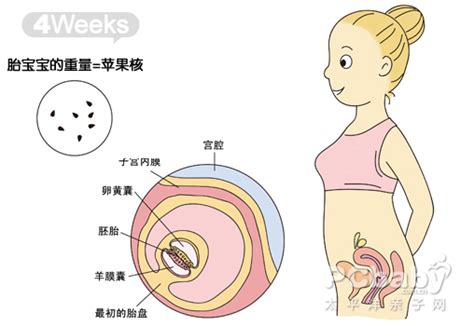 【大图】怀孕图解4周_怀孕1-10周图解_科普图库_太平洋亲子网