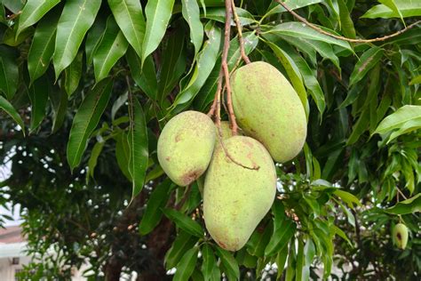 10 Fruit Trees That Grow Best In Sandy Florida Soil