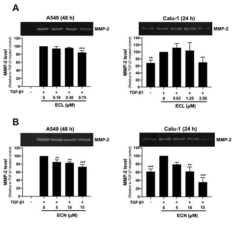 Eurycomanone Blocks TGF-β1-Induced Epithelial-to-Mesenchymal Transition ...