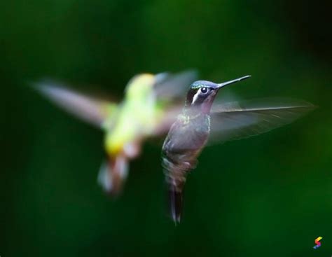 Define Hover, Hover Meaning, Hover Examples, Hover Synonyms, Hover ...