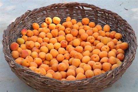 新疆八大怪之一：吊干杏——树上自然风干的美味杏子 - 知乎