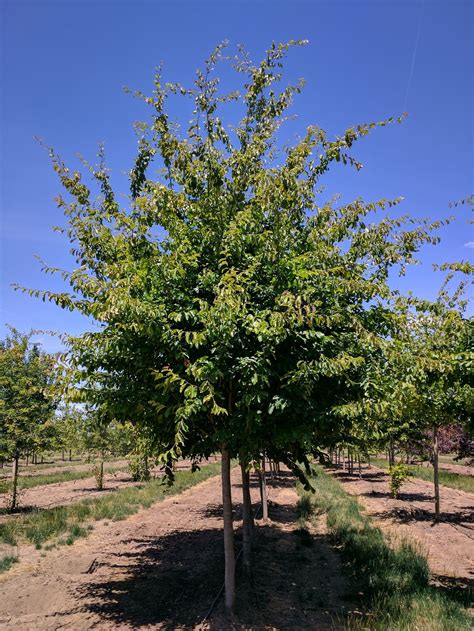 Persian Parrotia | Parrotia persica — Northwest Shade Trees