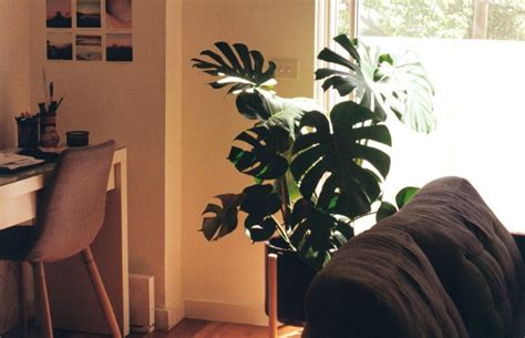 Know Your Monstera - The Hole Family – Leafy Island